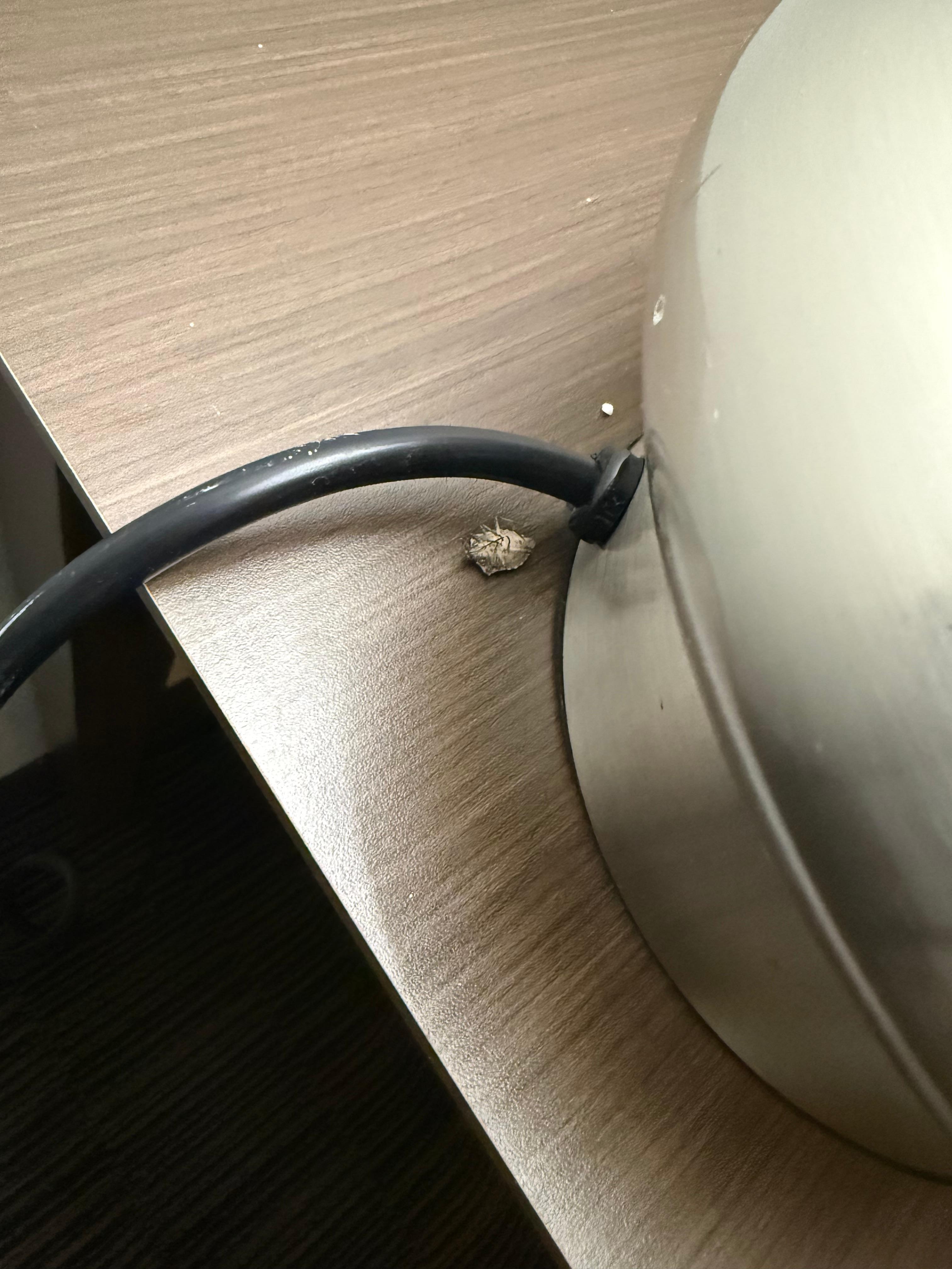 Dead bugs behind the lamb on the desk