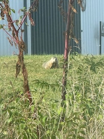 Ground hog. Picture taken from inside the cabin.
