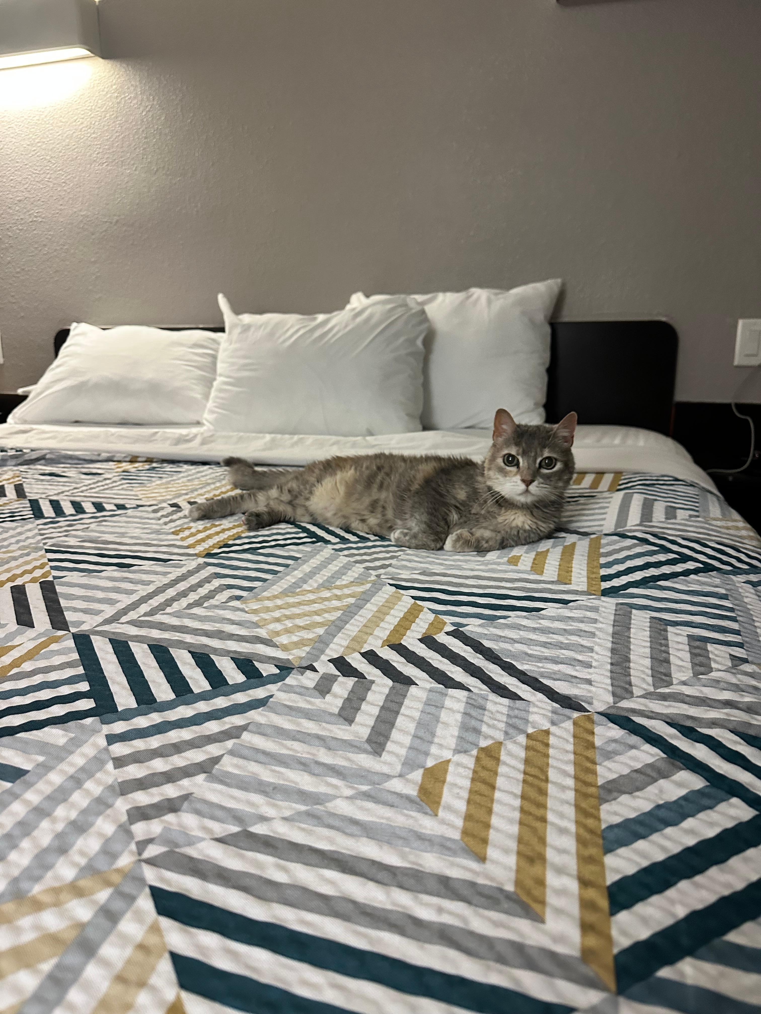 PET friendly hotel