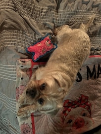 Trudy laying with her toy pig!