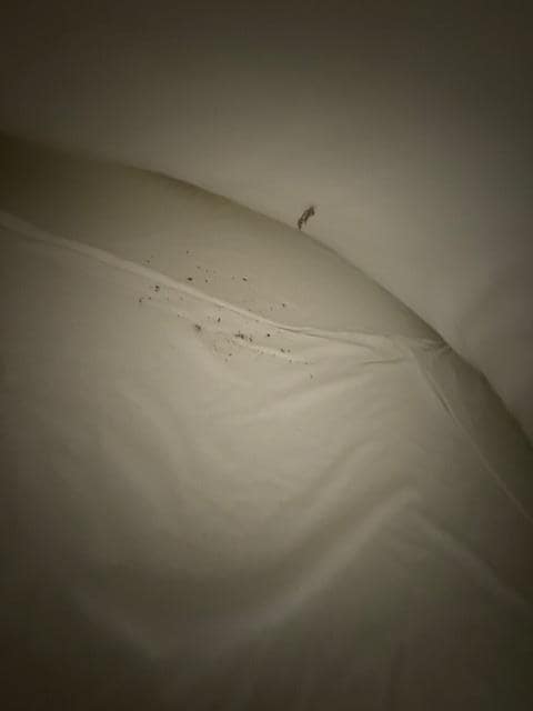 Dirt was all in the beds upon our arrival