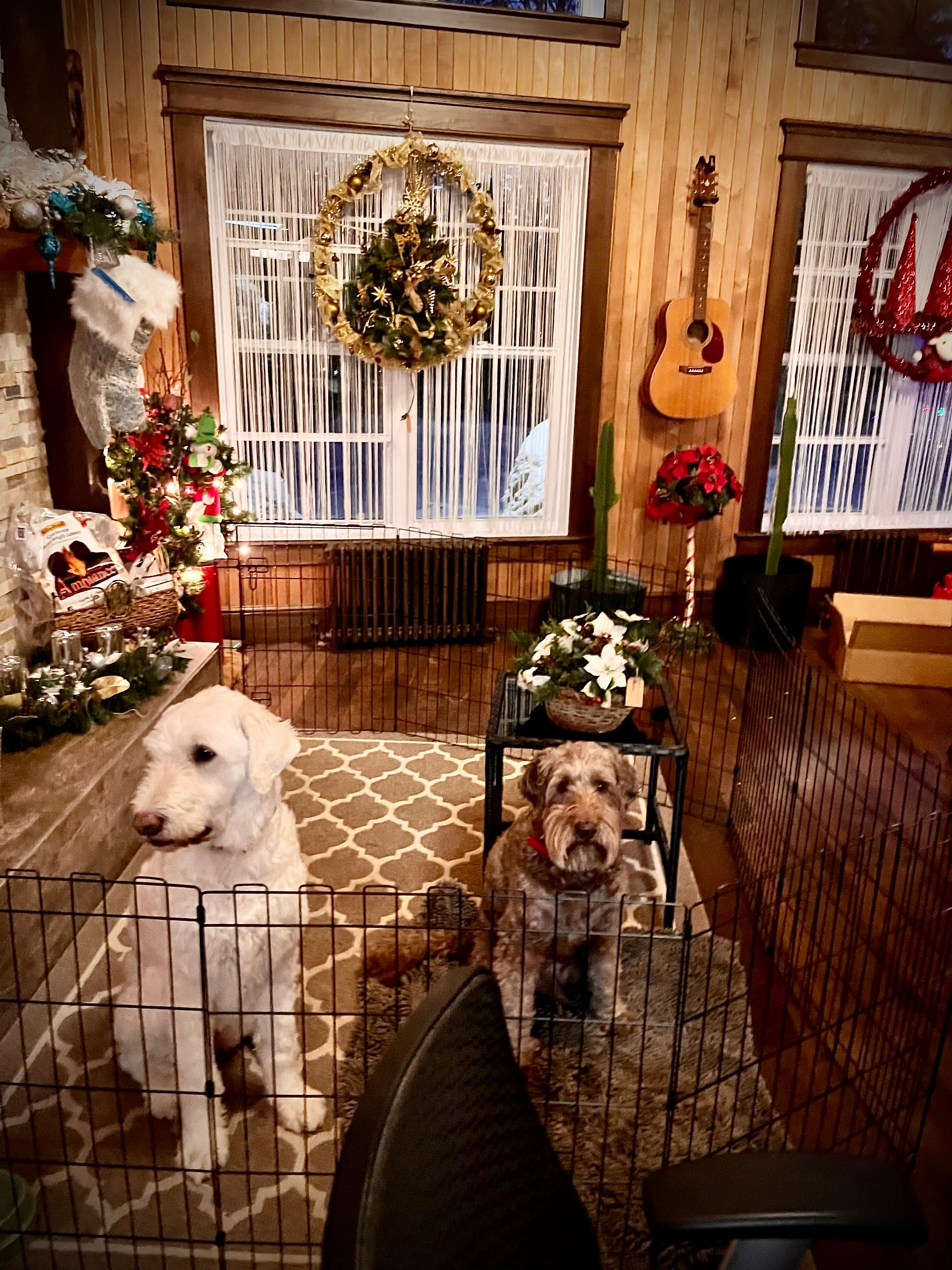 The dogs had a great time running outside and relaxing inside