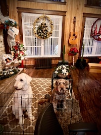 The dogs had a great time running outside and relaxing inside