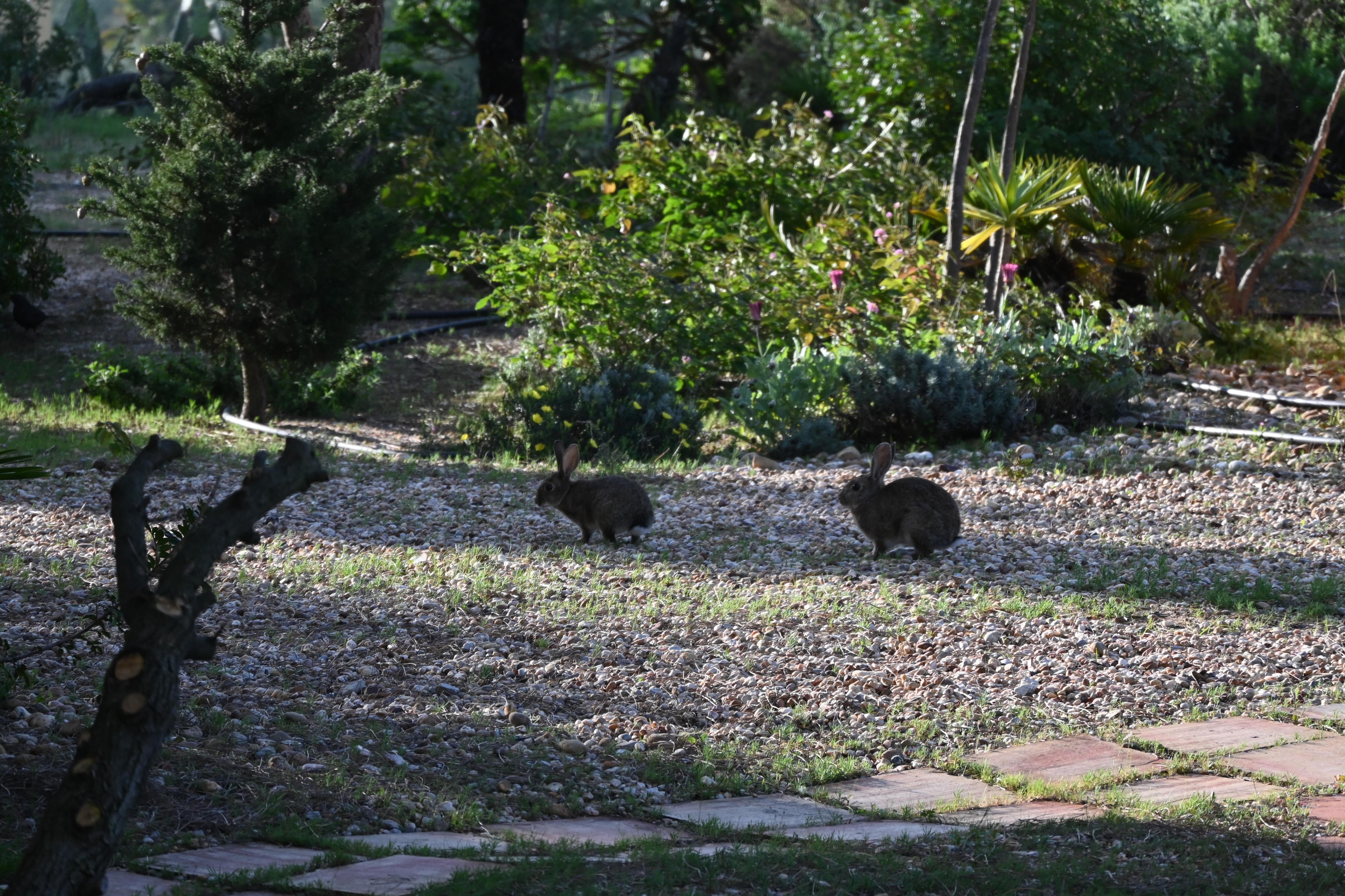 Visite de la famille lapin.