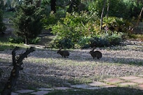 Visite de la famille lapin.