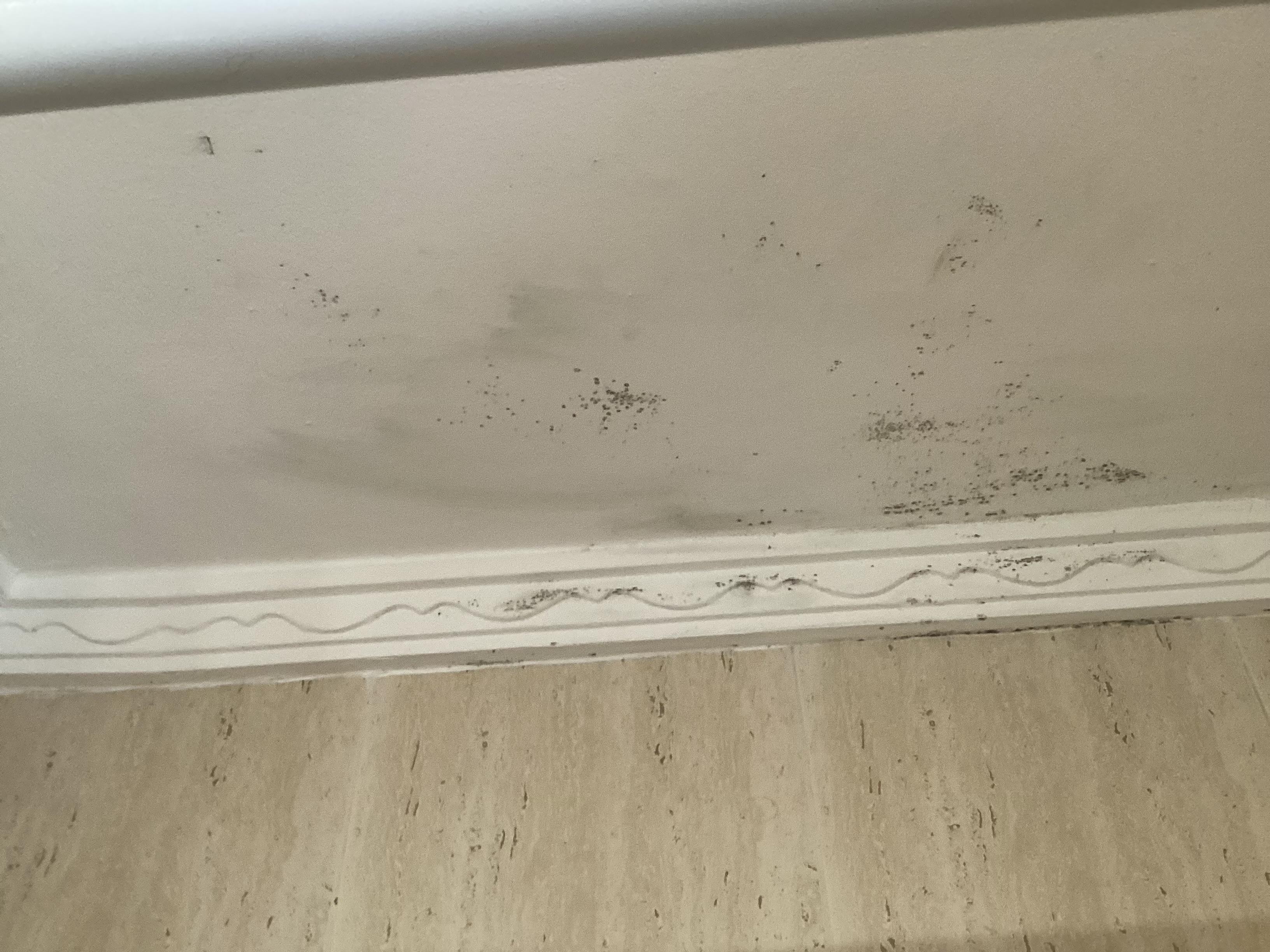Black mould on bathroom ceiling 
