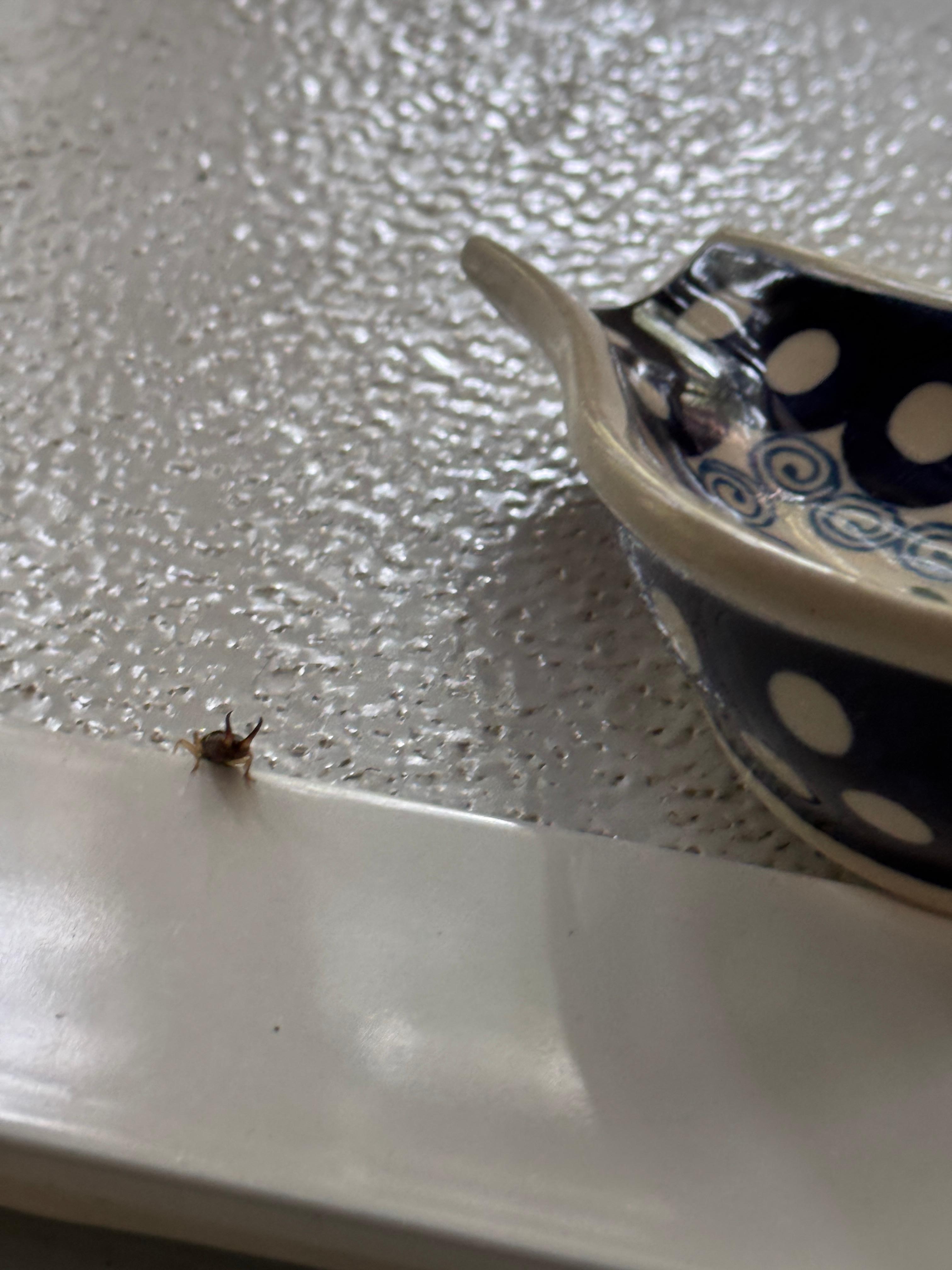 One of the many earwigs in the kitchen, we found multiple in our food and the fridge. 
