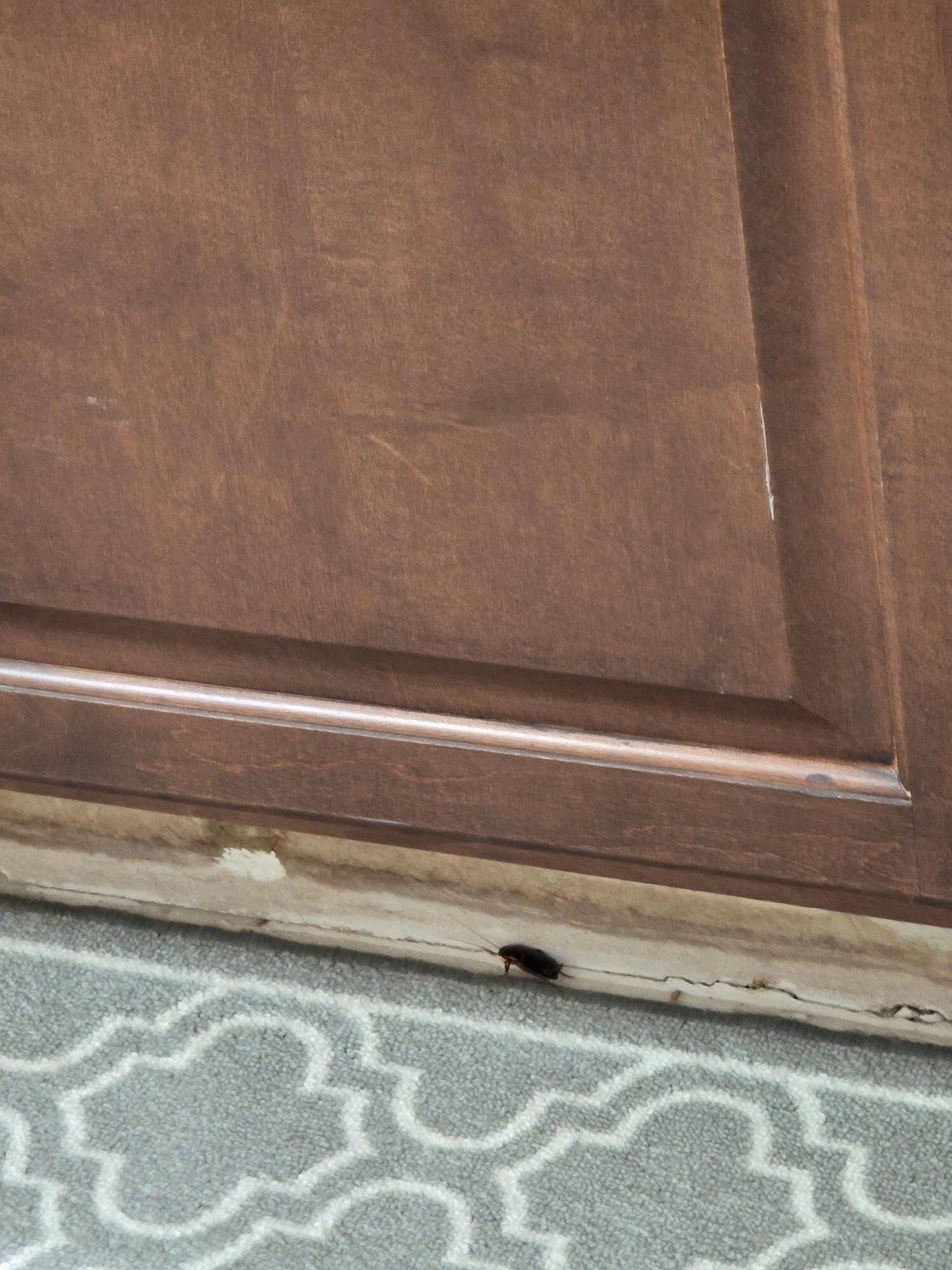 Cockroach at lobby