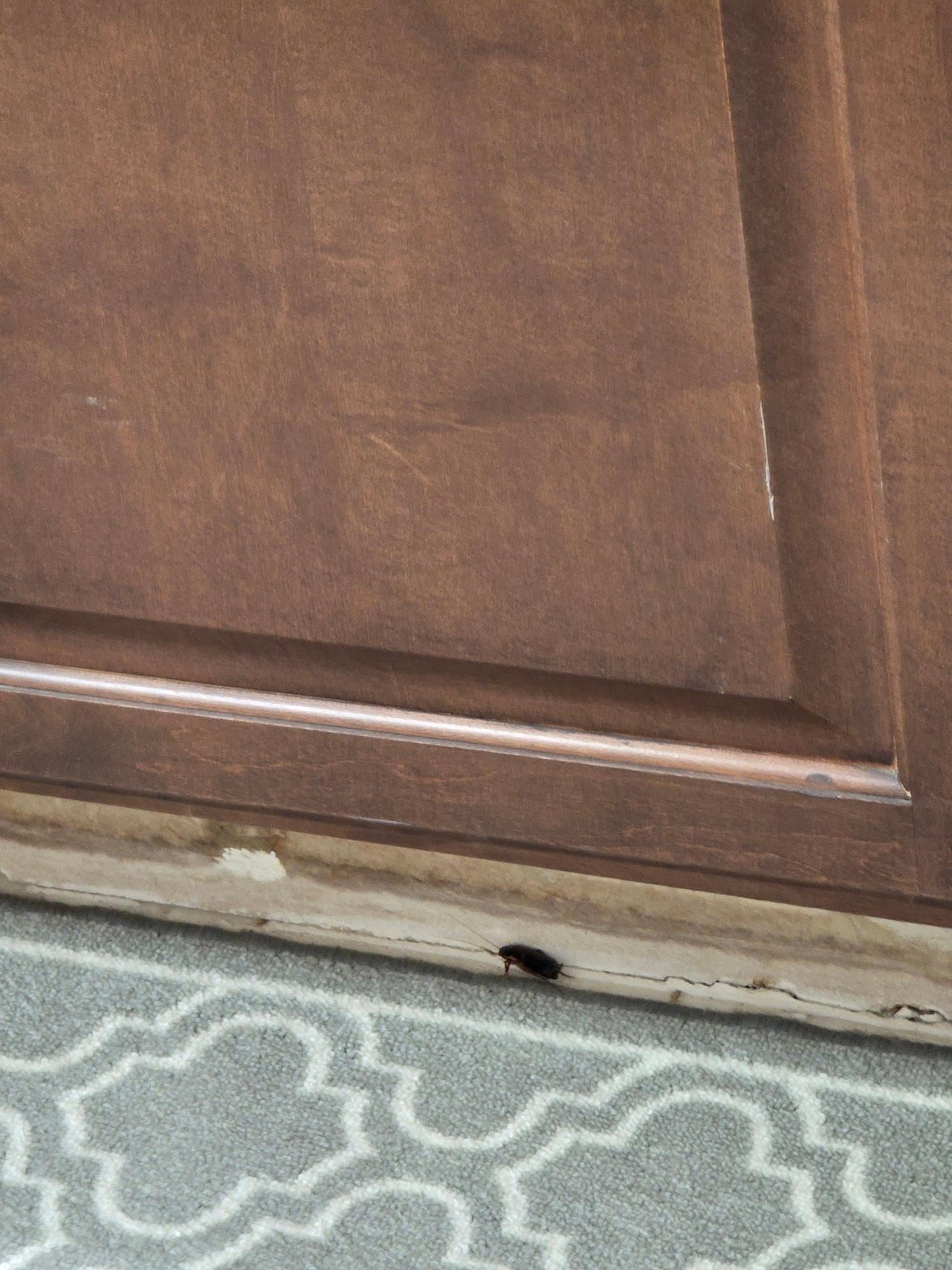 Cockroach at lobby