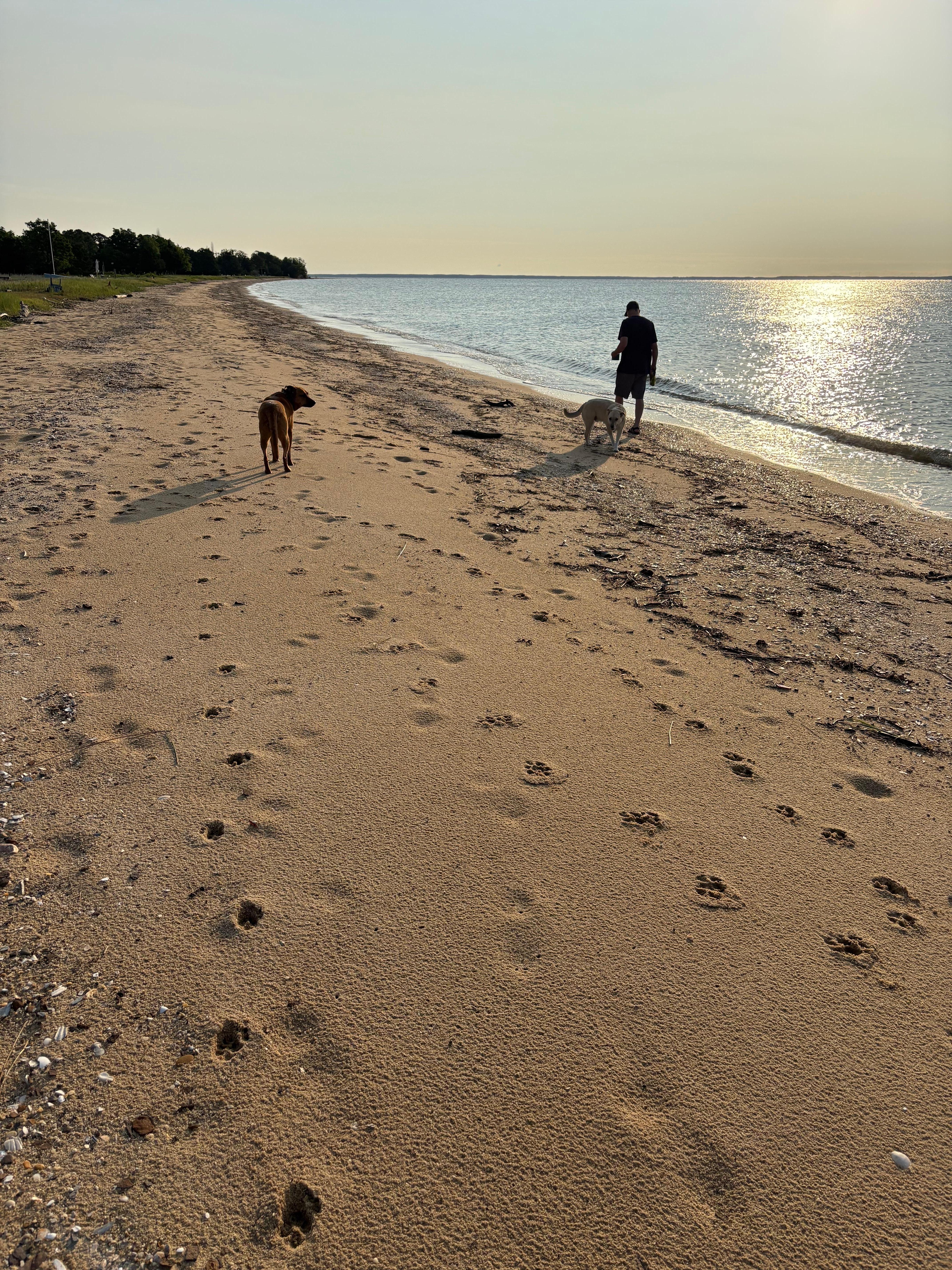 Morning walk with our dogs. 