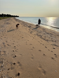 Morning walk with our dogs.
