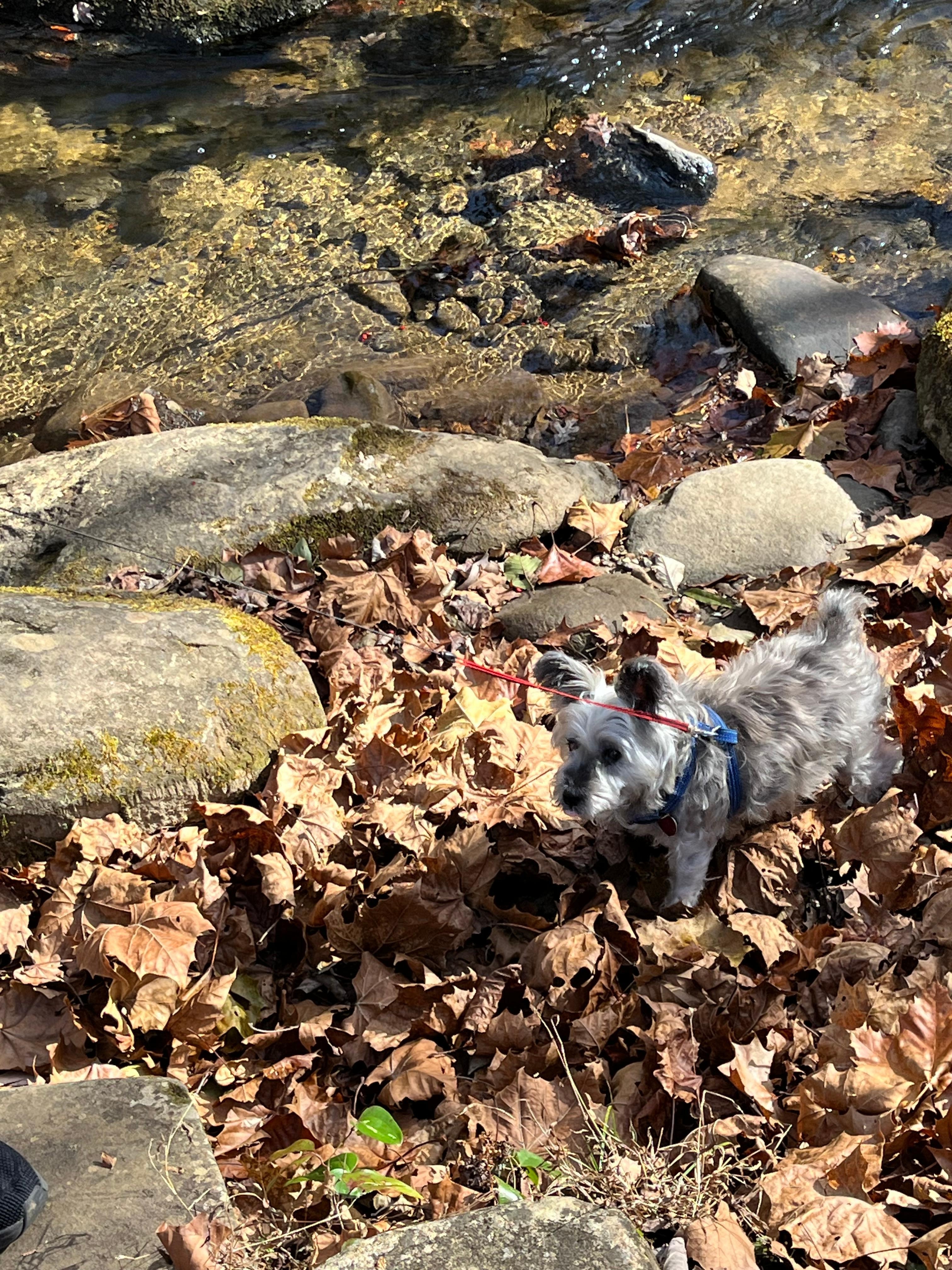 Our dog was in heaven!