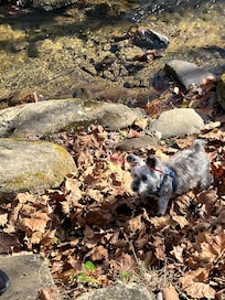 Our dog was in heaven!