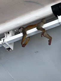 Above the dining area