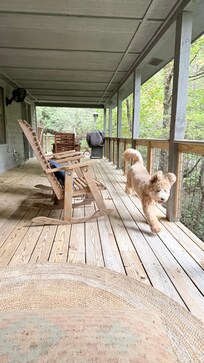 Our Buddy loved chasing the sights and sounds of the outdoors!