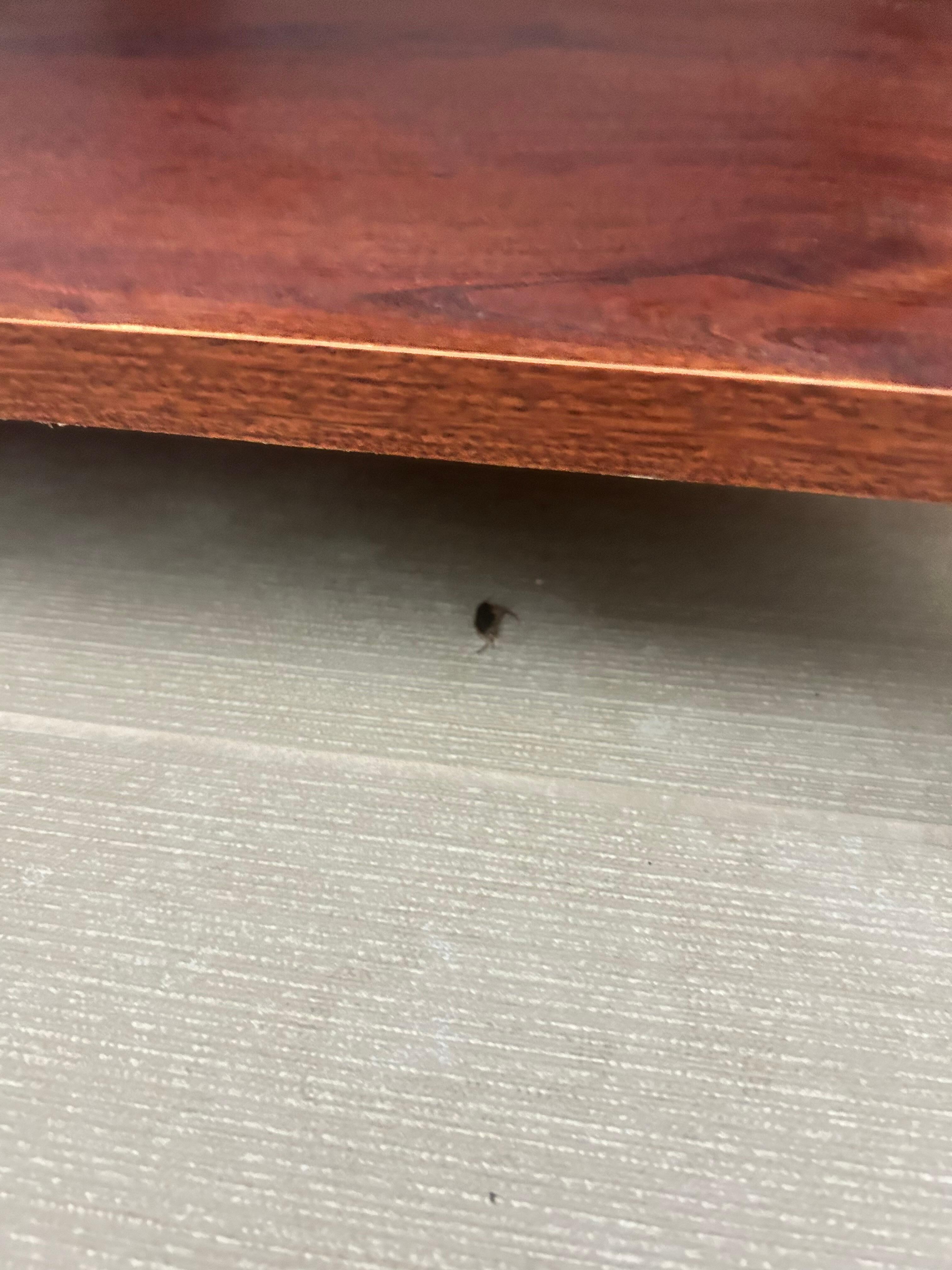 Bug in bathroom
