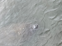 Manatees at the dock