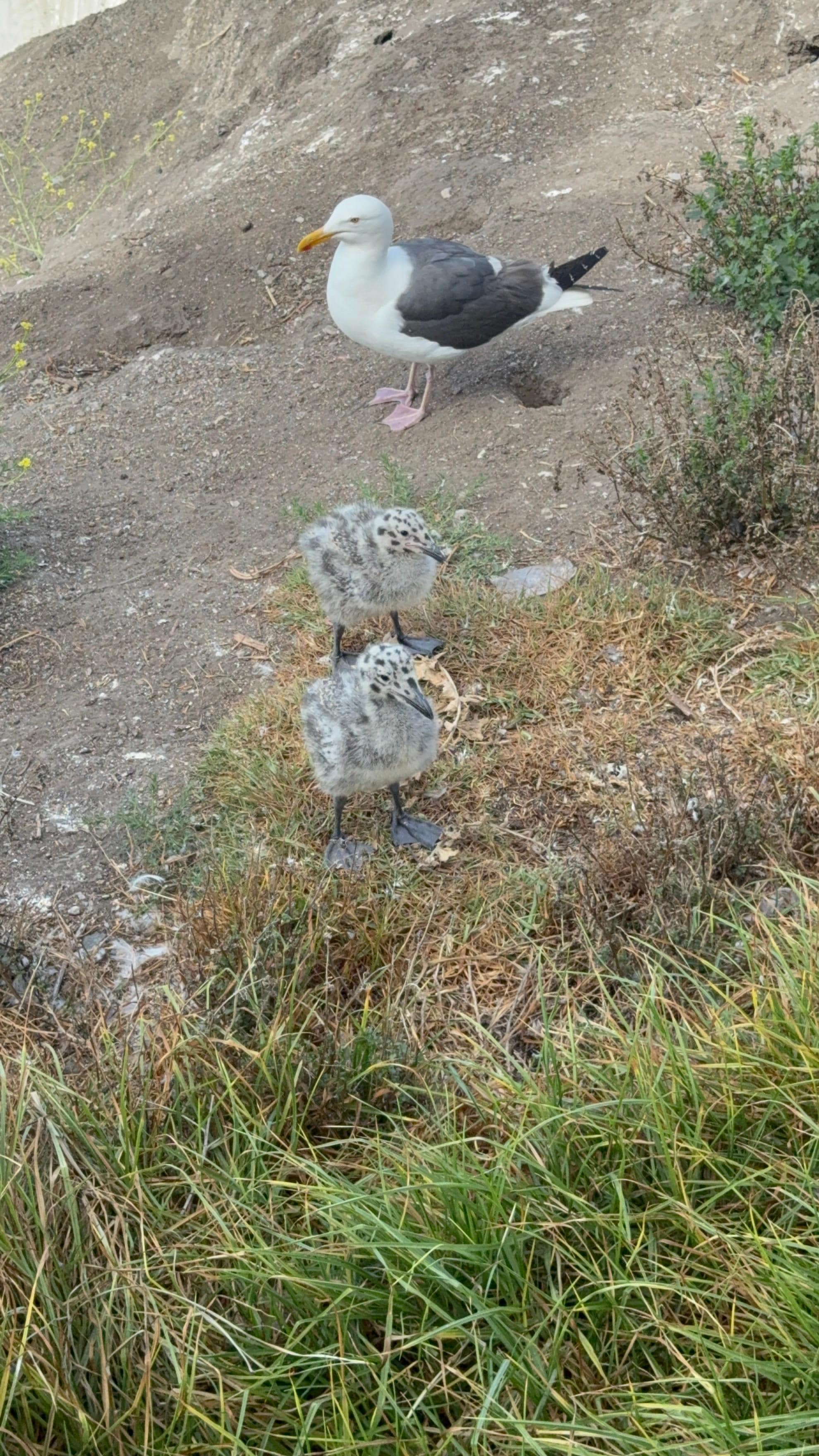 Baby seagulls by the gazebo. Special treat.