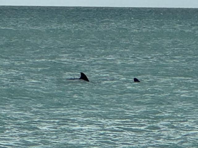 Captiva Beach Dolphin