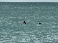 Captiva Beach Dolphin