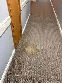 Carrot in common area