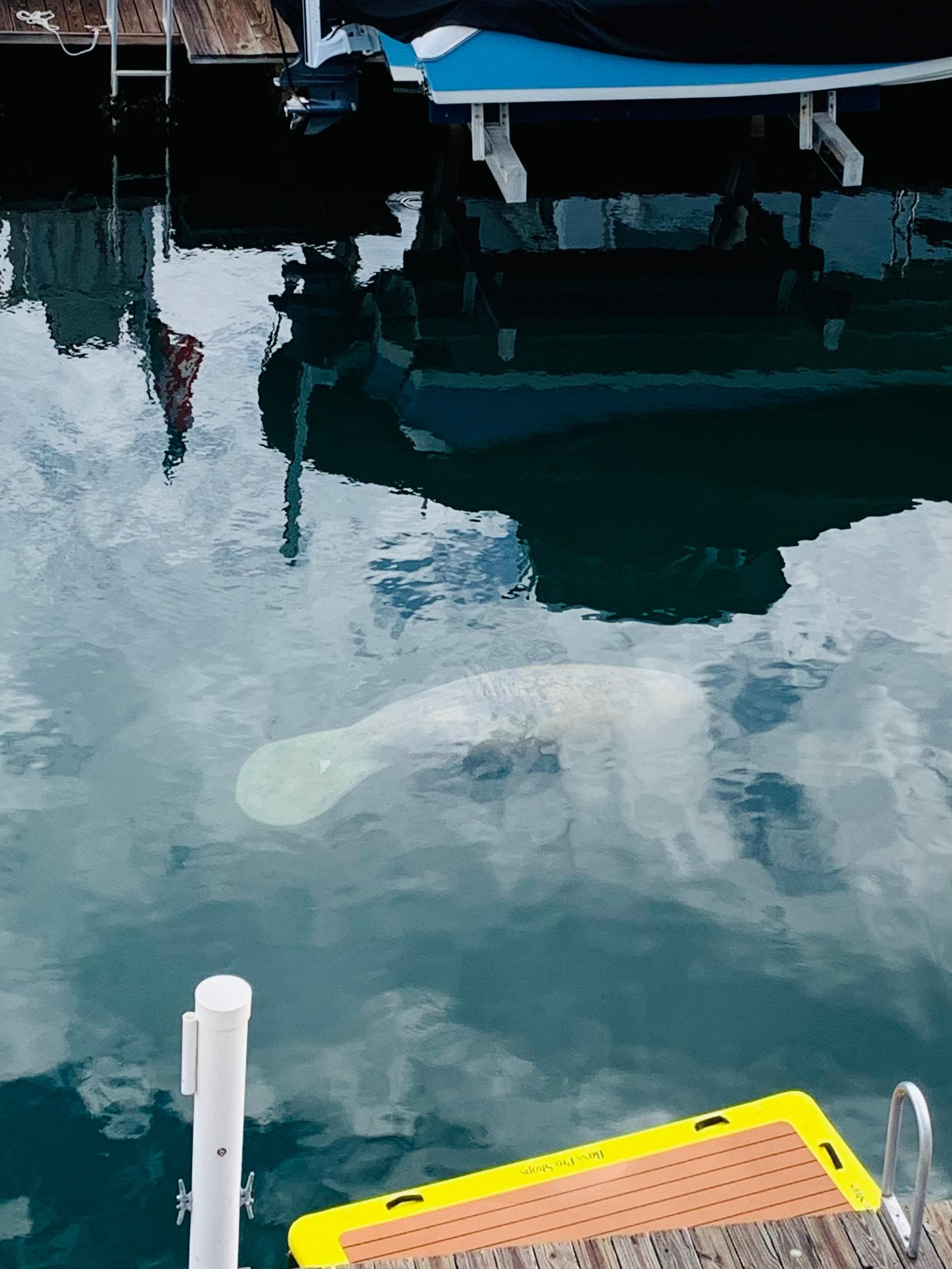 Had a surprise visit by a Manatee