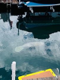 Had a surprise visit by a Manatee