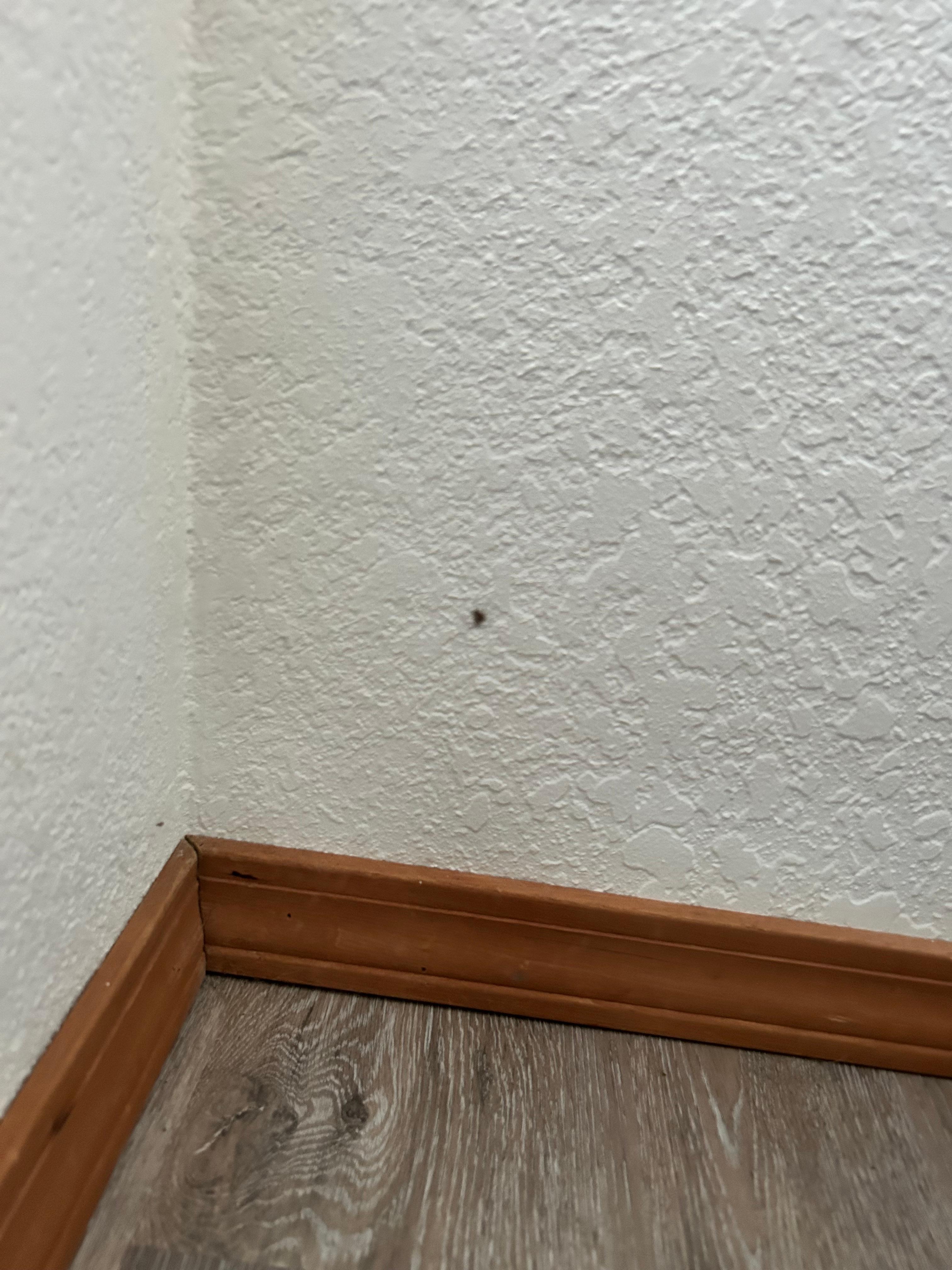 A lot of spiders
