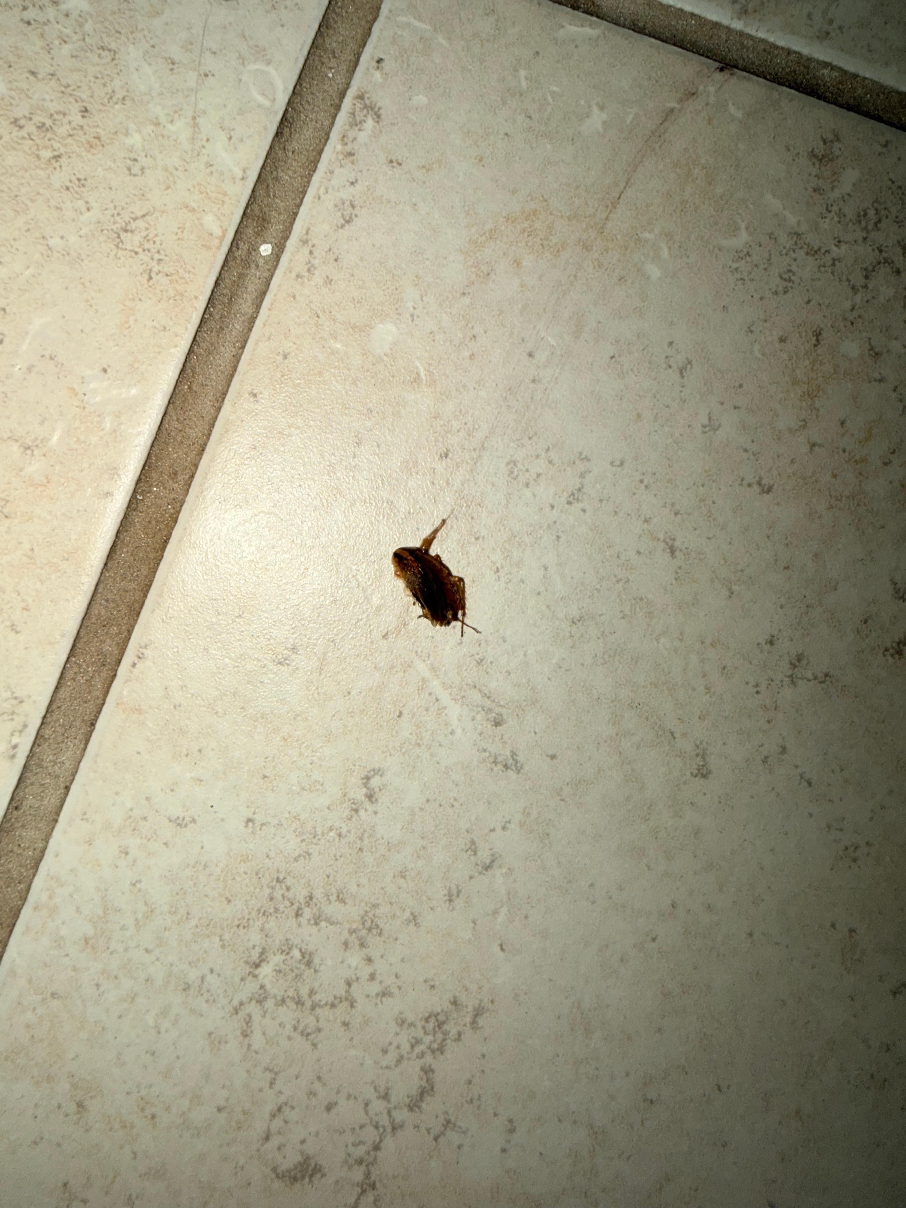 My husband had to kill the roaches! 