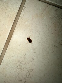 My husband had to kill the roaches!