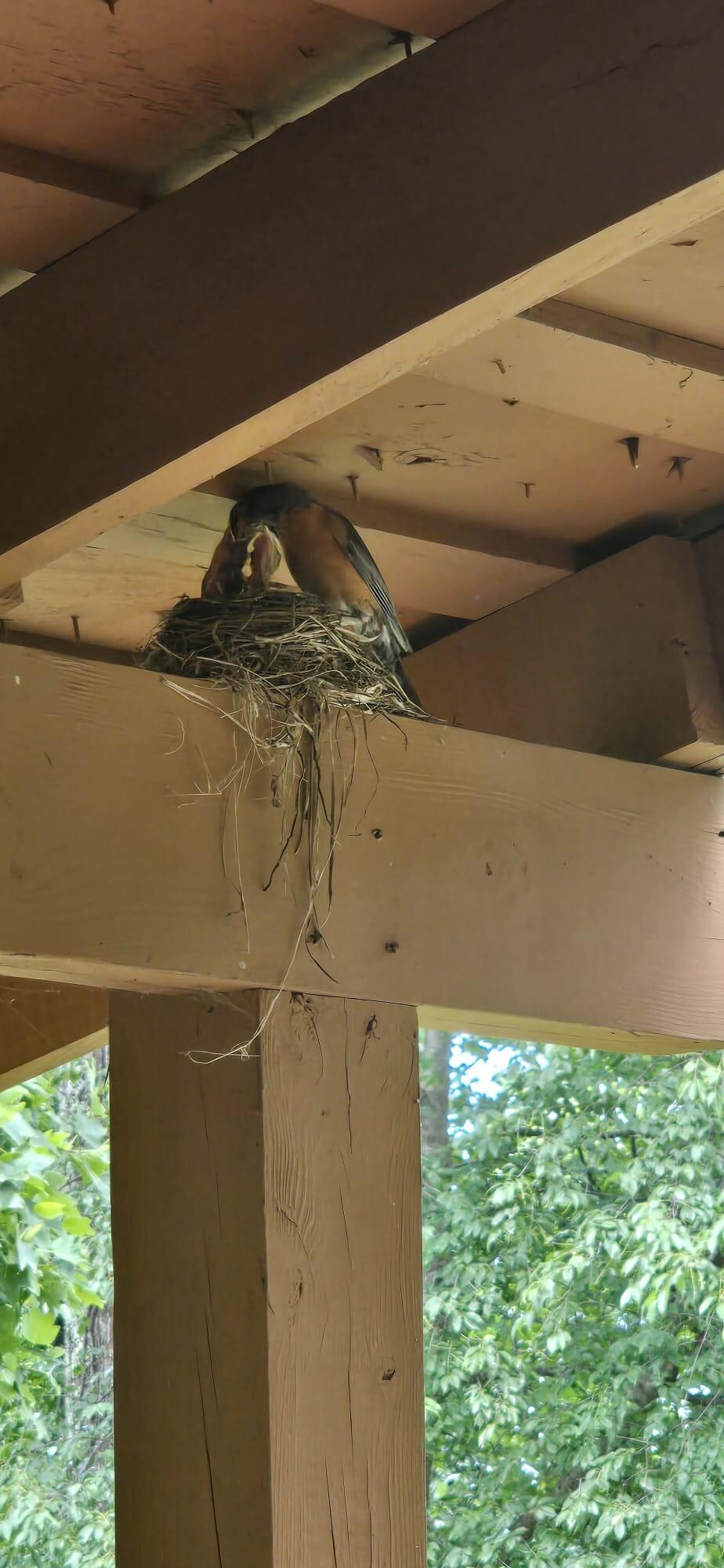 Robin feeding her young brood on the front porch