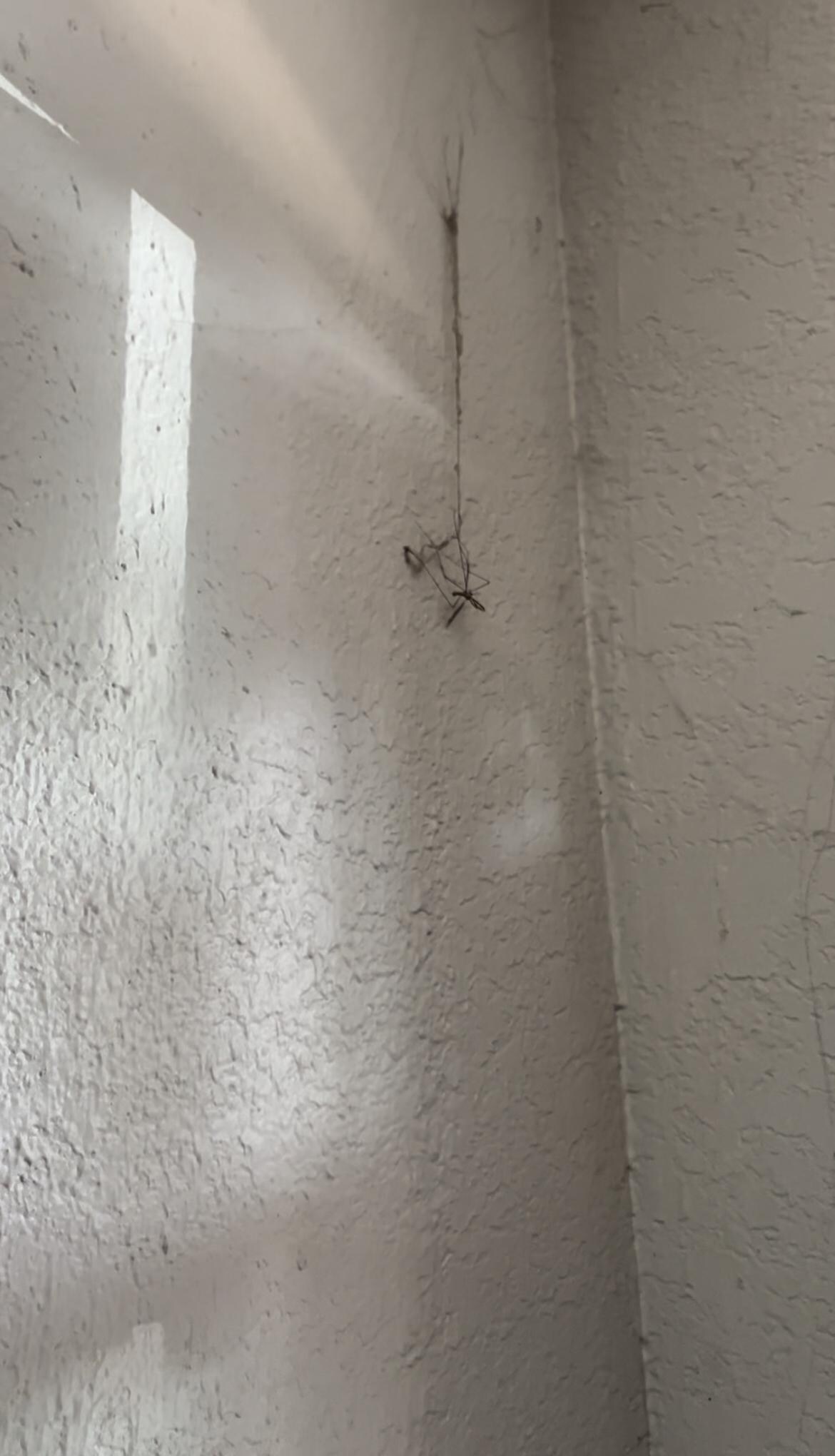 Had old dead spiders