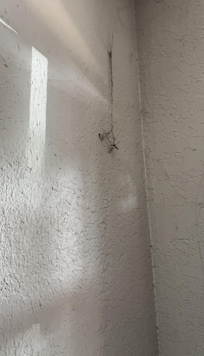Had old dead spiders