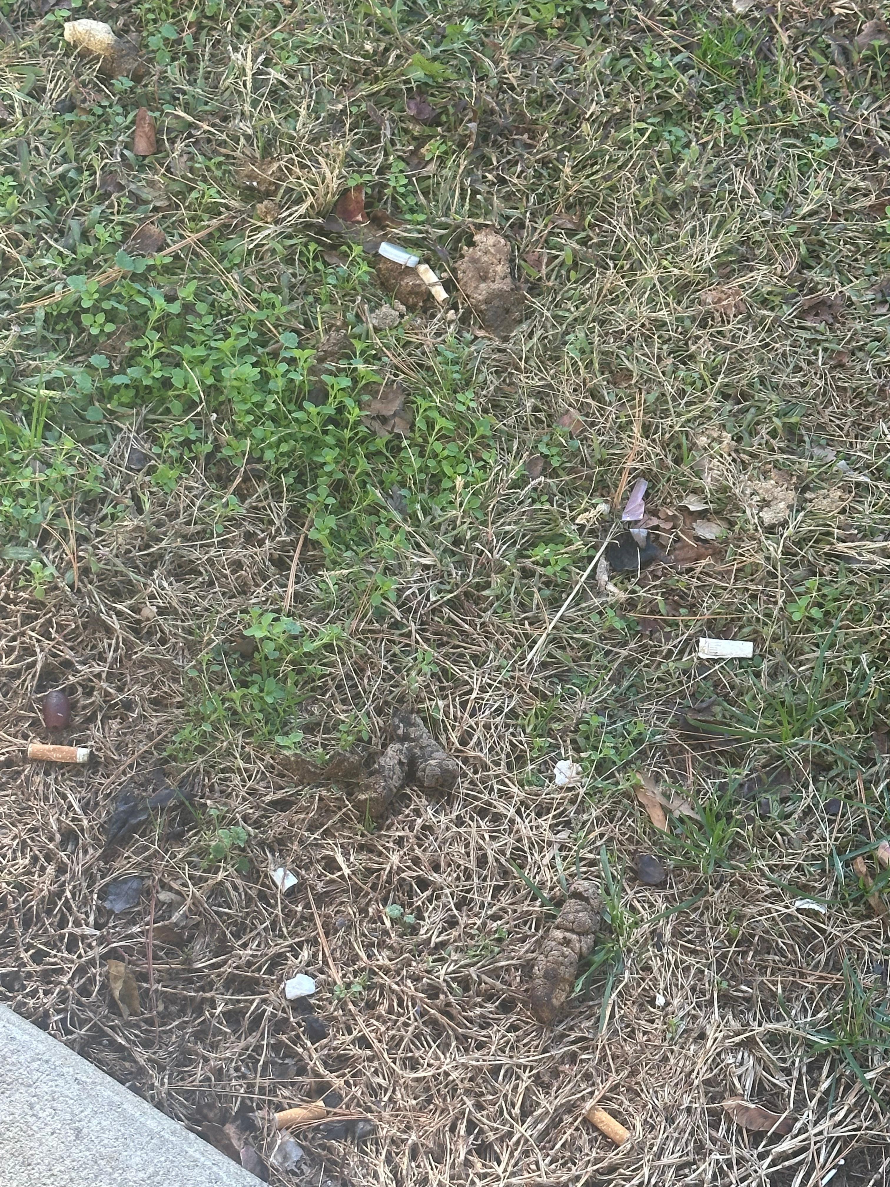 The property were the other guest allowed their dog to poop side my door. 