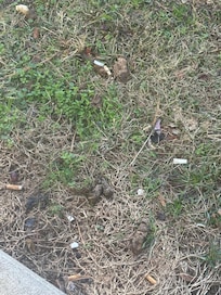 The property were the other guest allowed their dog to poop side my door.