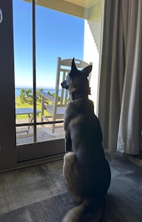 My service dog, enjoying the views!