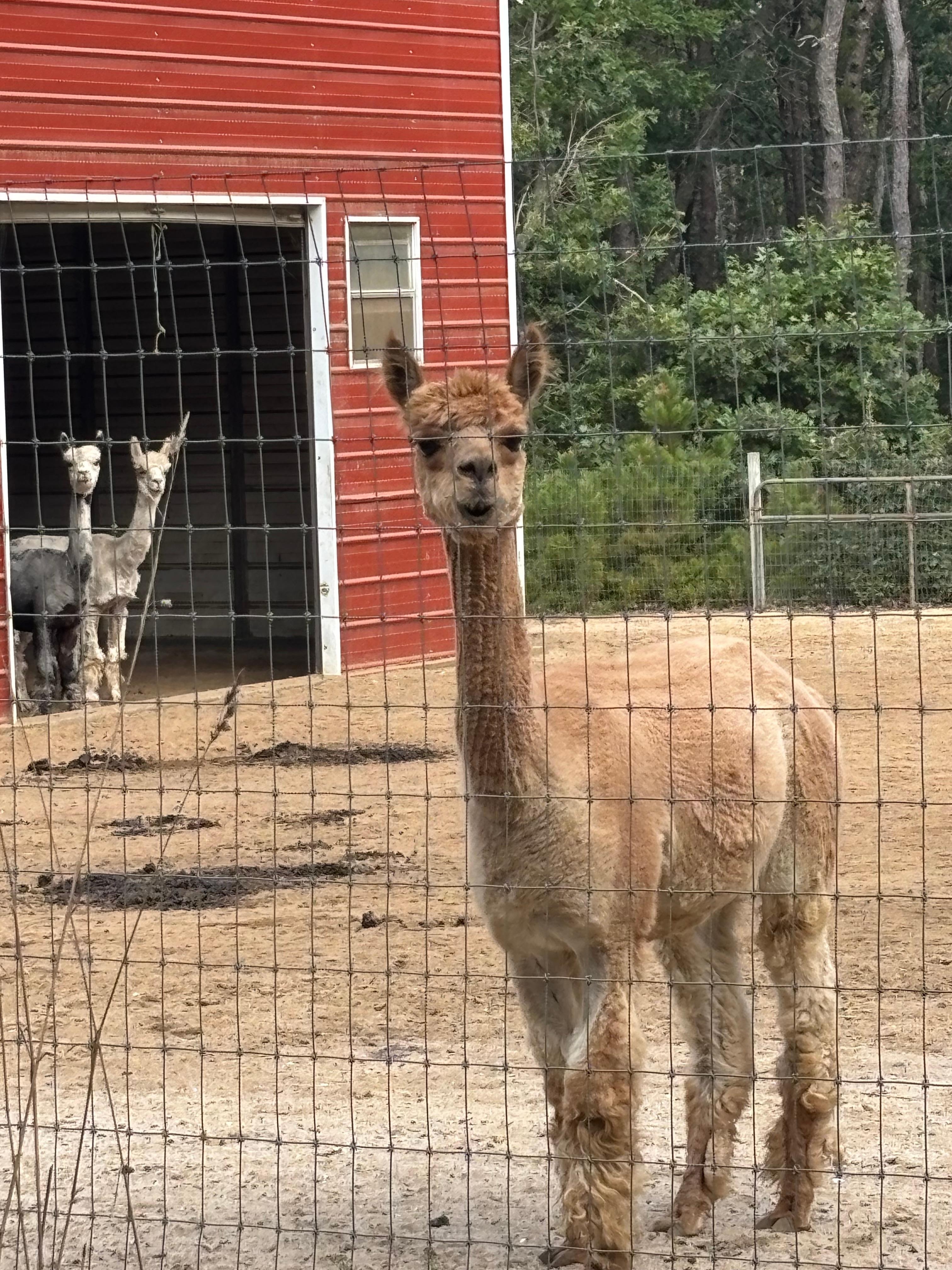 alpaca farm near duck pond