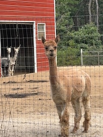 alpaca farm near duck pond