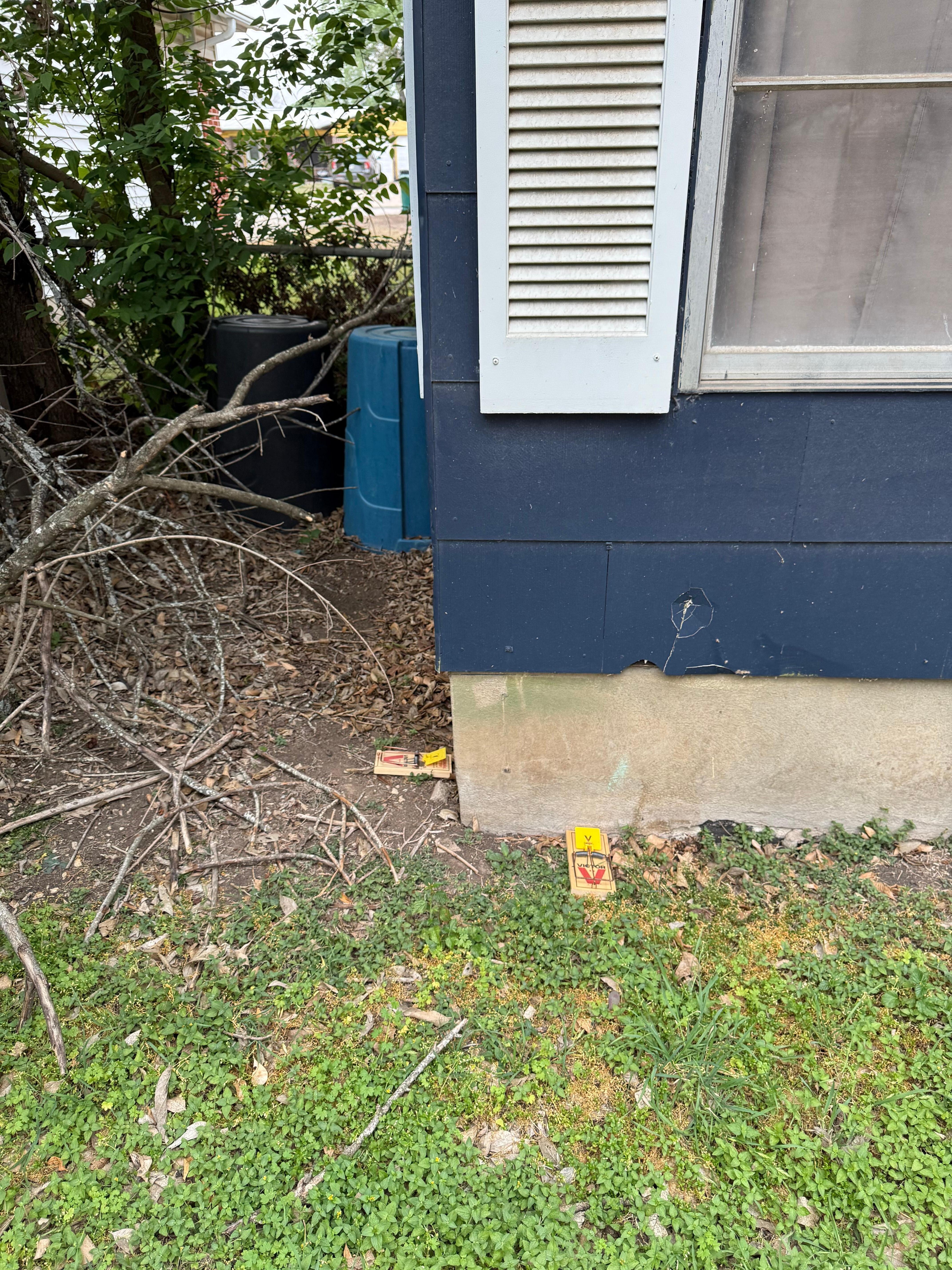 Giant rat traps that could have seriously injured our dog
