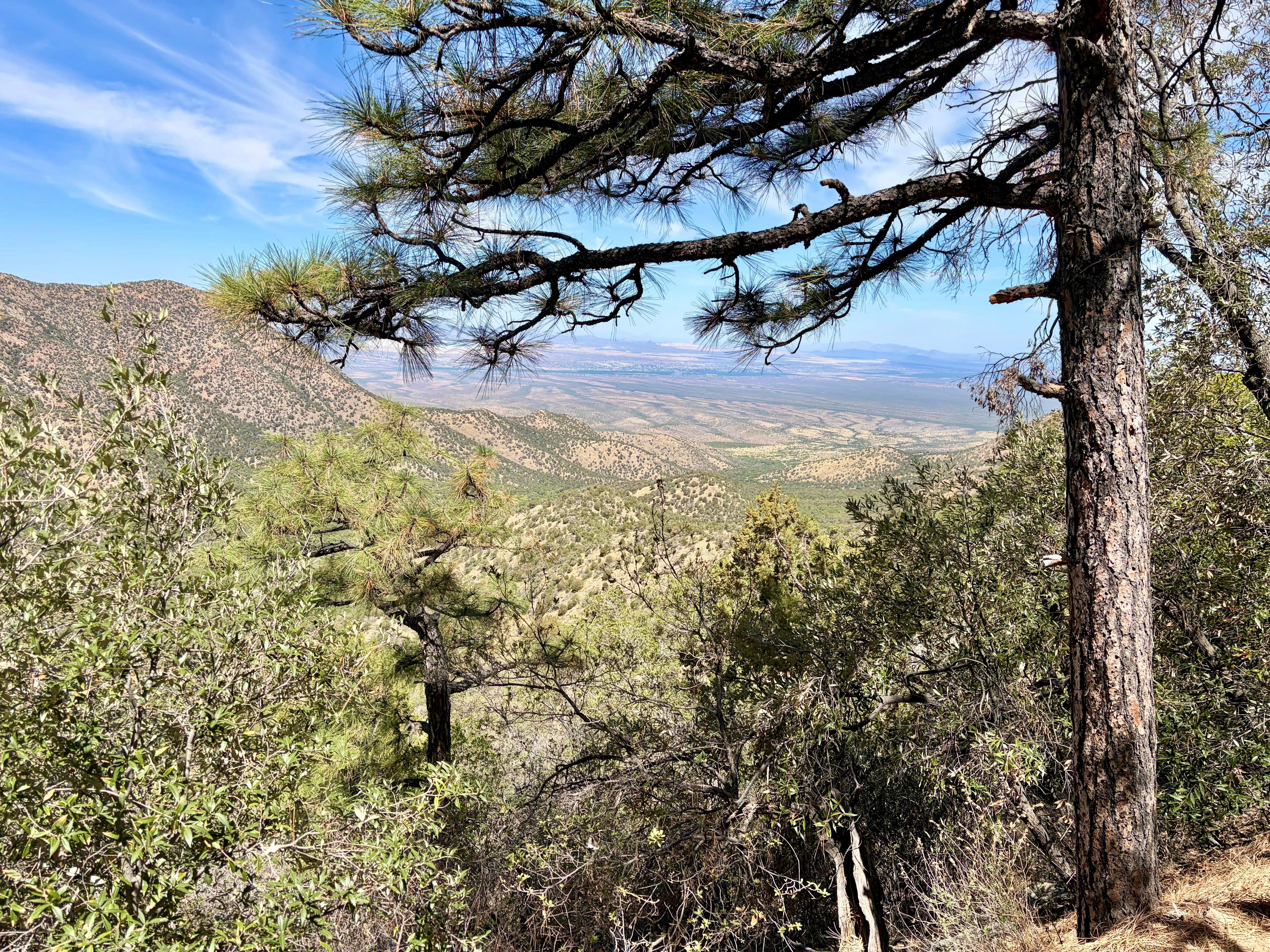 Madera Canyon