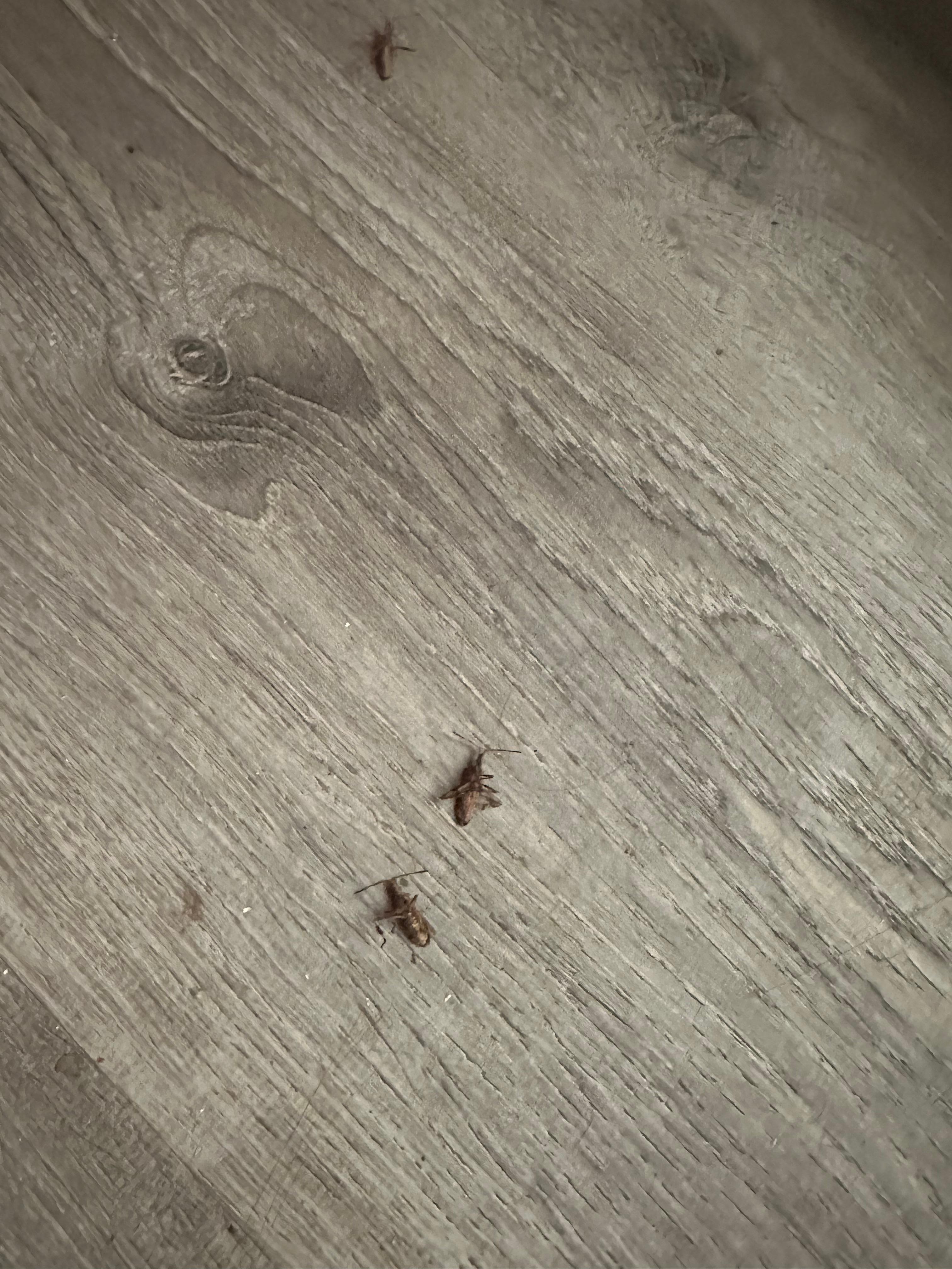 Dead bugs on floor