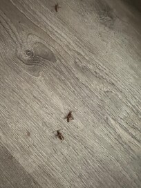 Dead bugs on floor