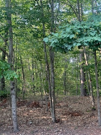 Nestled in the trees