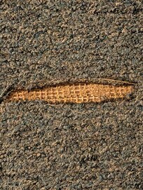 Torn carpet