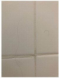 Hair on shower wall