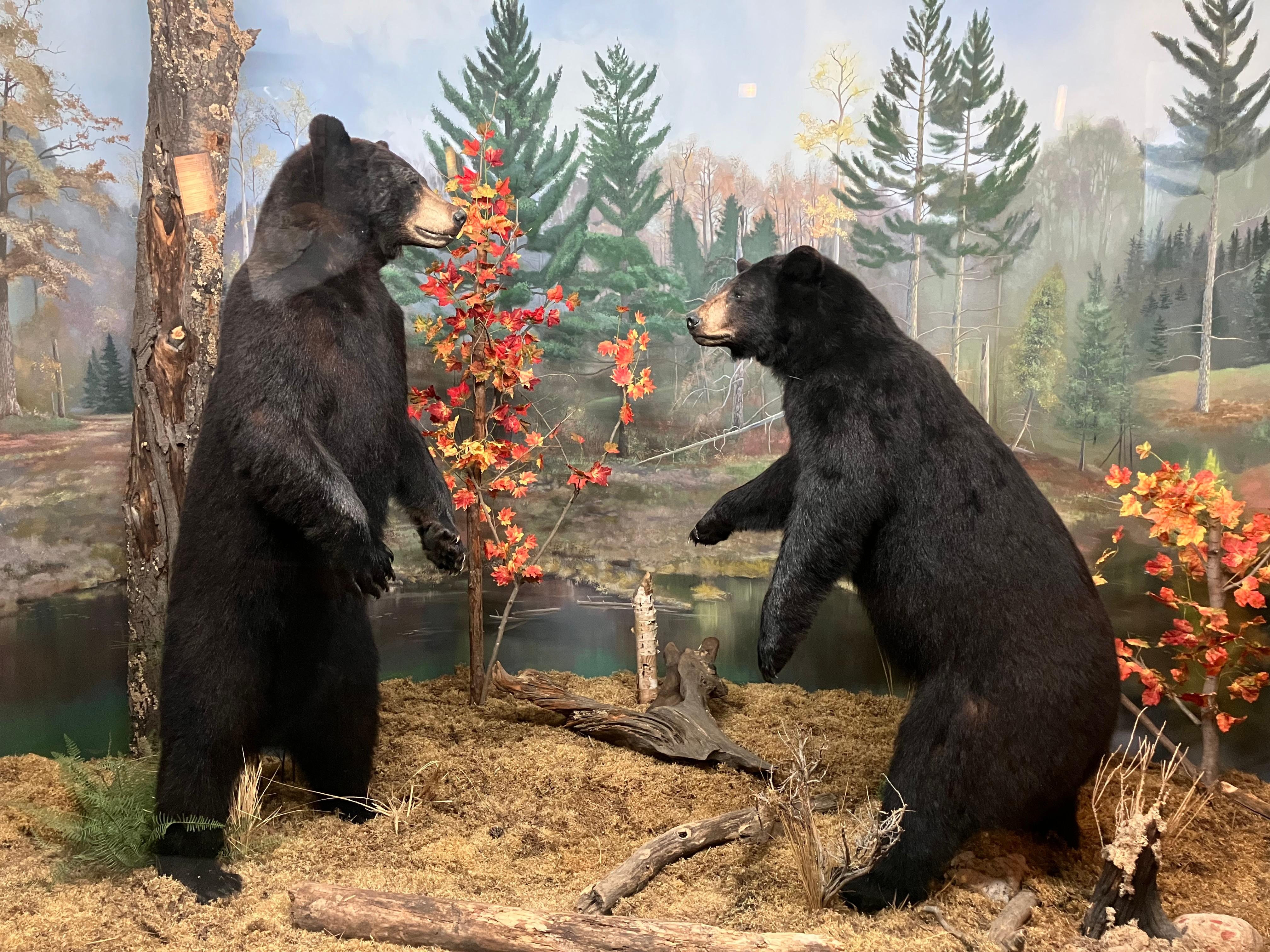 Call of the Wild Museum close by.