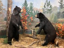 Call of the Wild Museum close by.