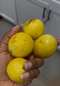 Guava from the tree on the property