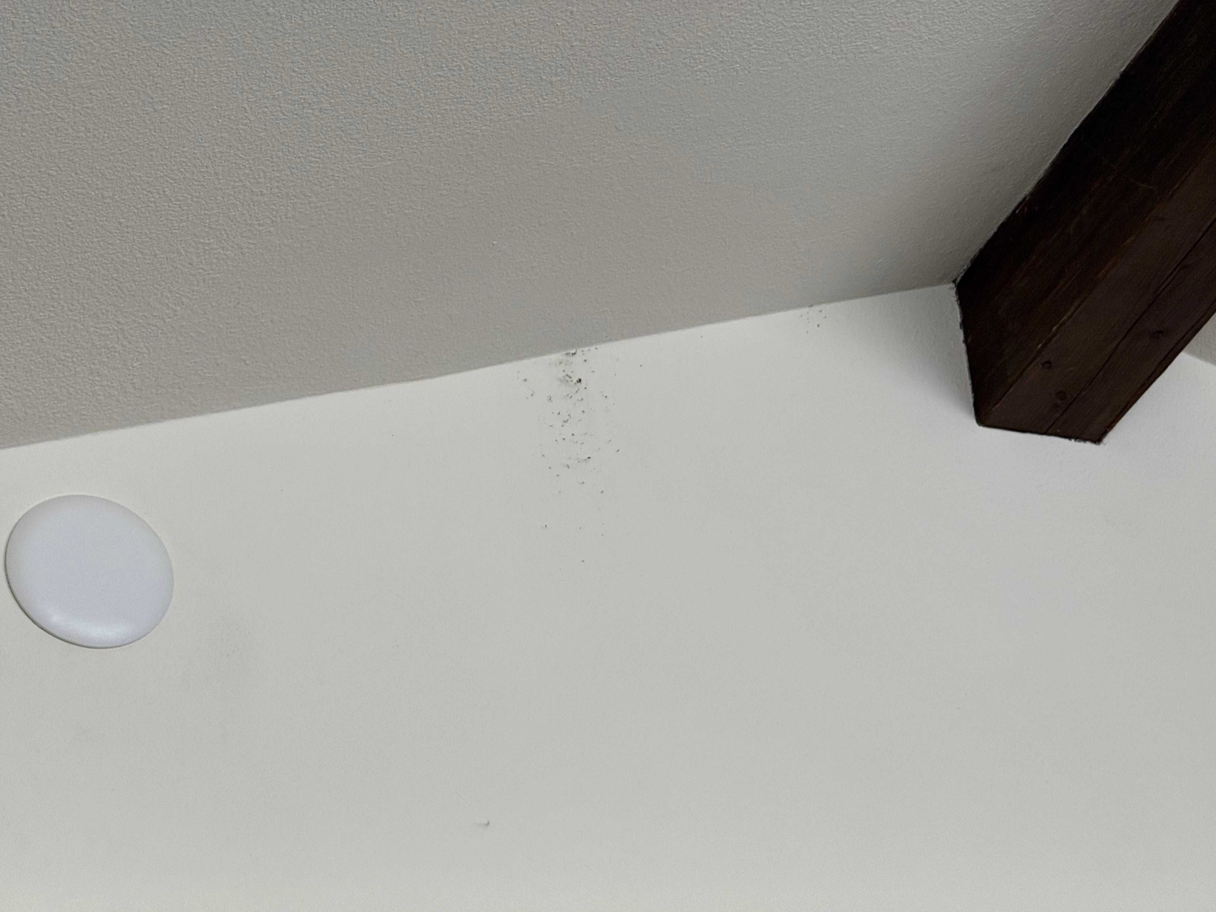Mold on living room ceiling