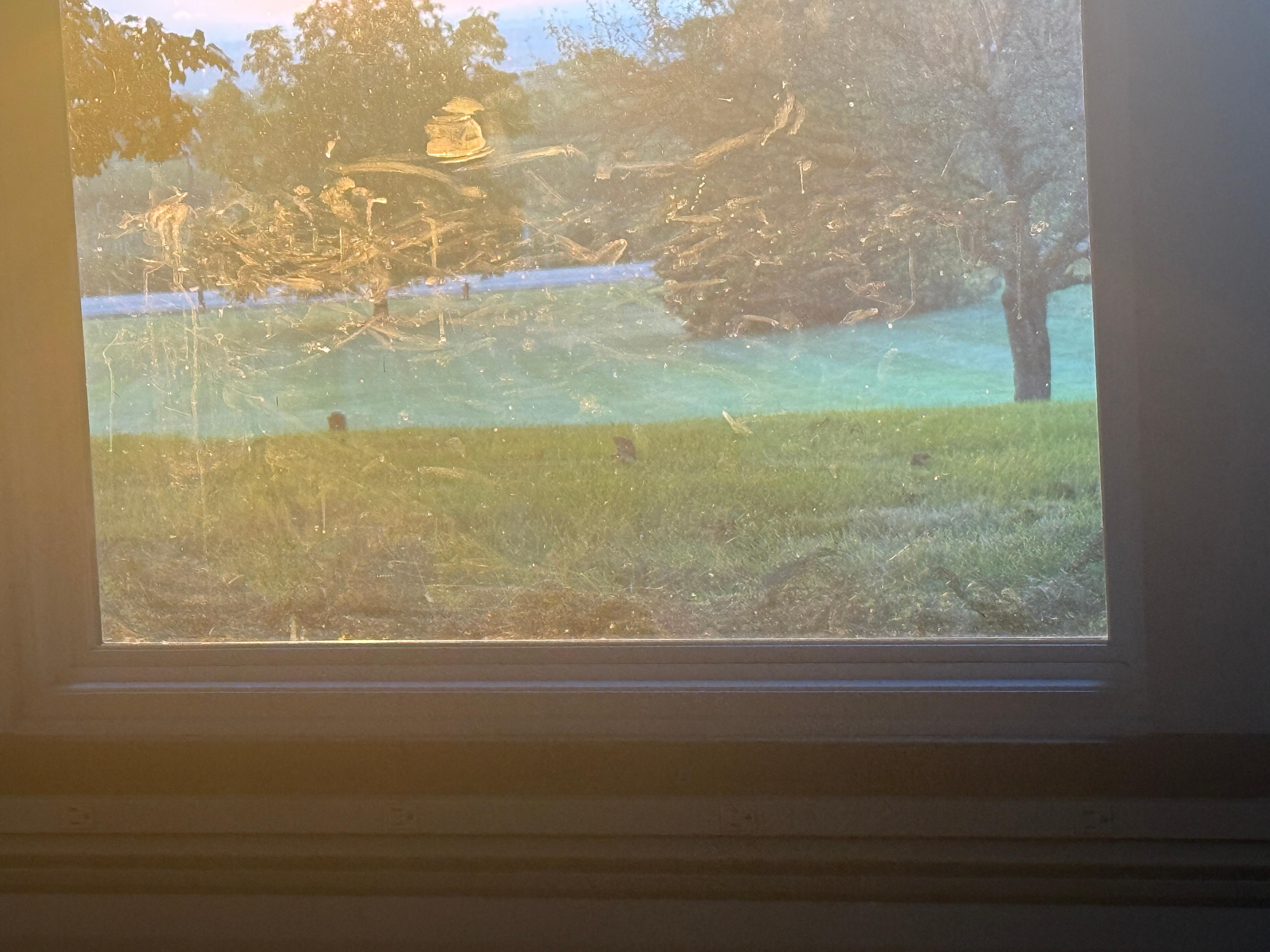 Living room window. Mucked up by either a dog or child. 